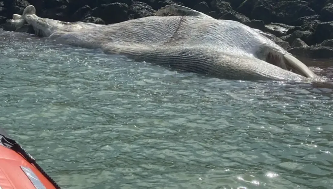 baleine calais 