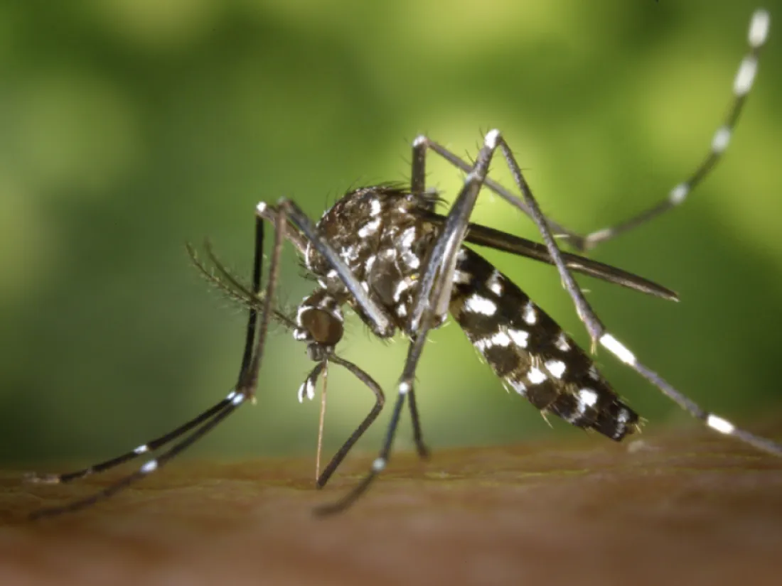 chikungunya