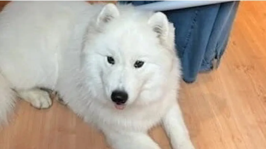 chienne écrasée