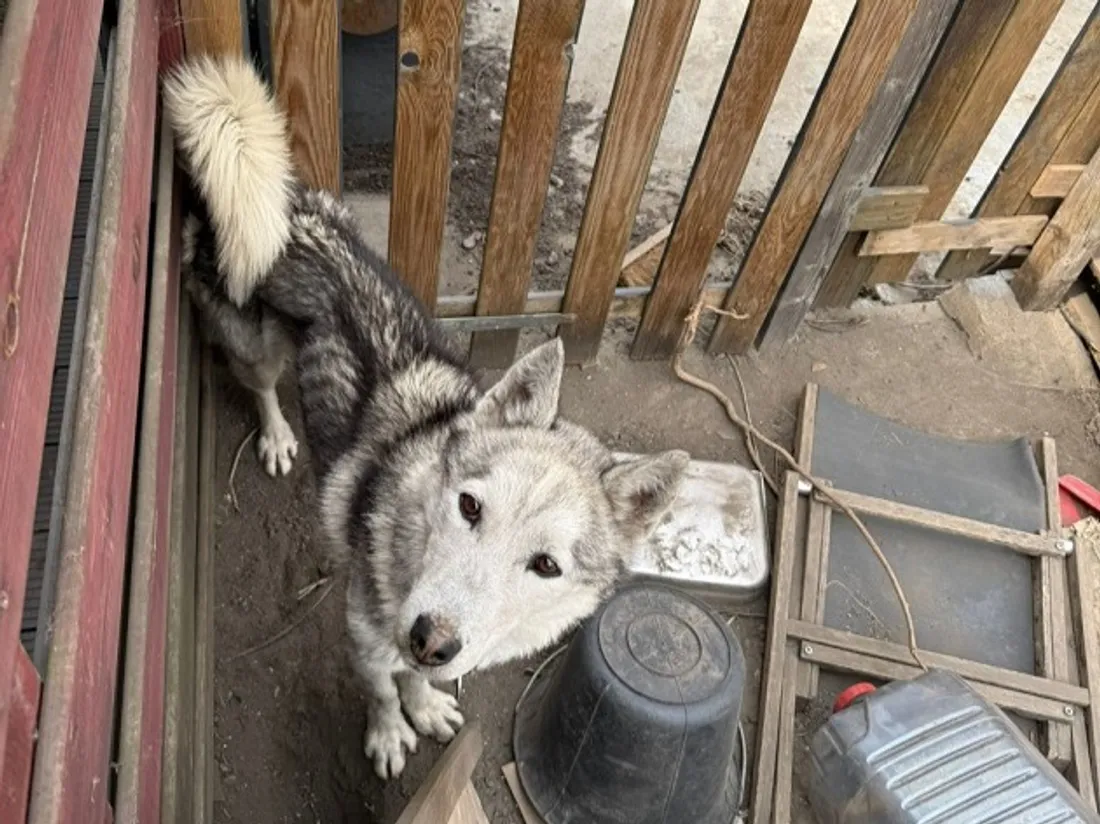chien dénutri