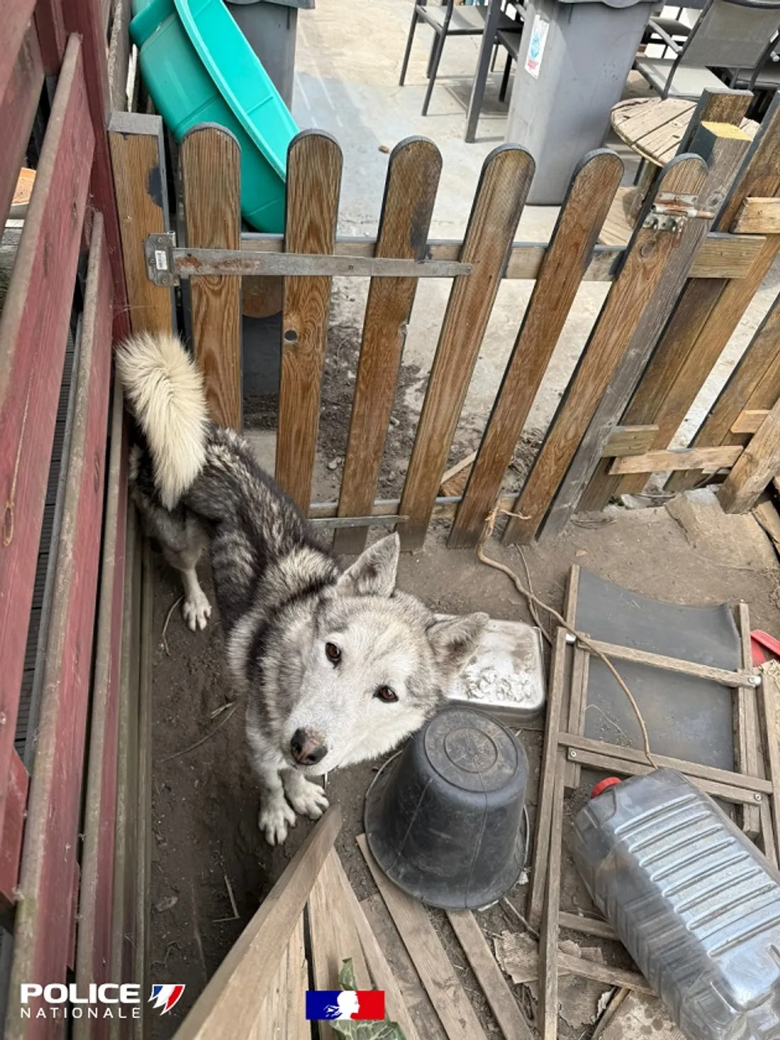 chien dénutri