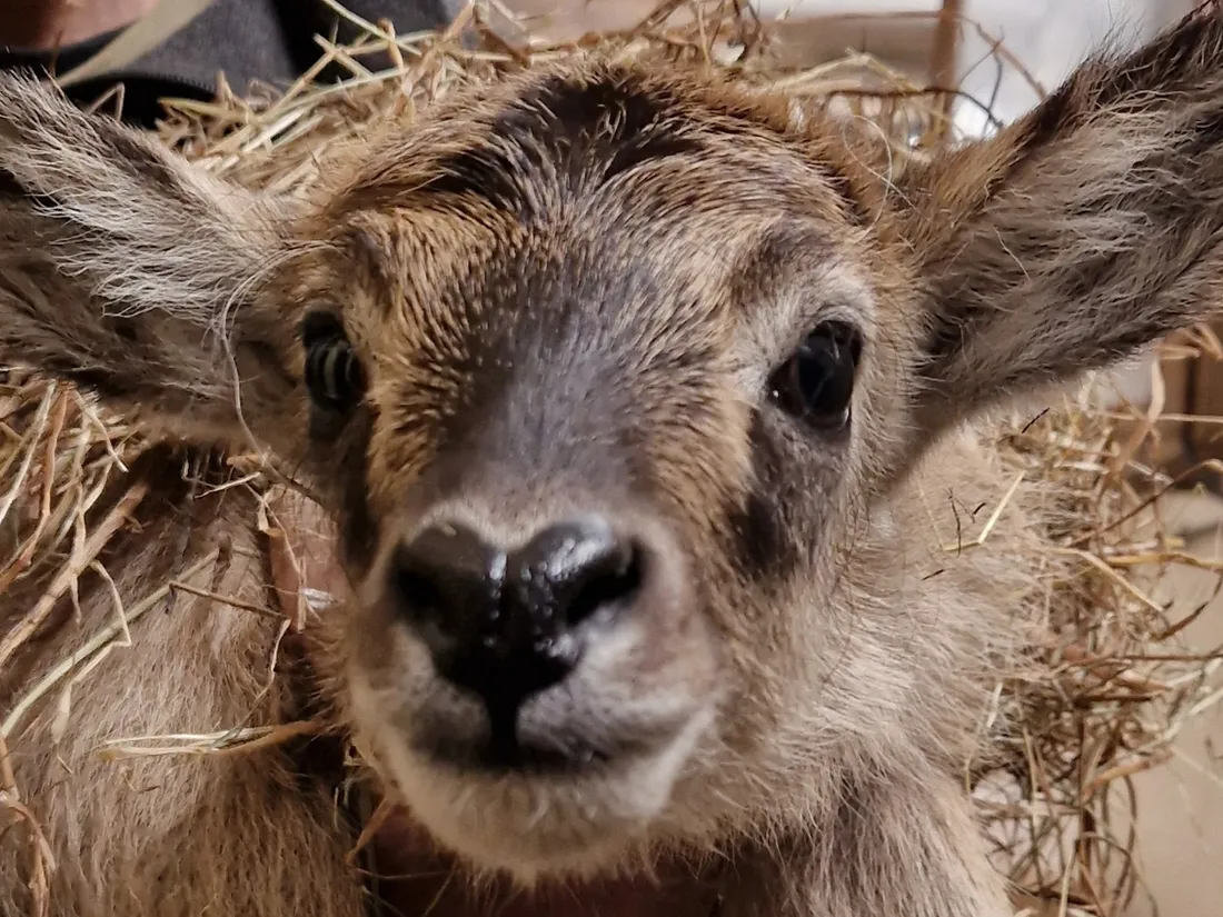 Cobe Zoo de Lille 