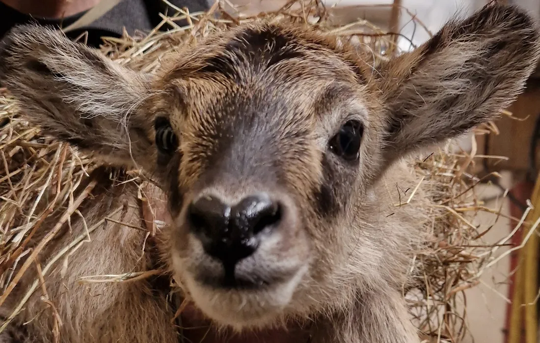 Cobe Zoo de Lille 