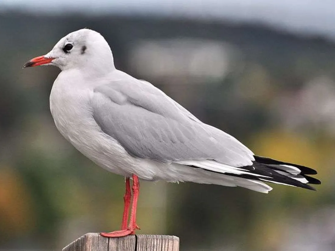 Mouette rieuse