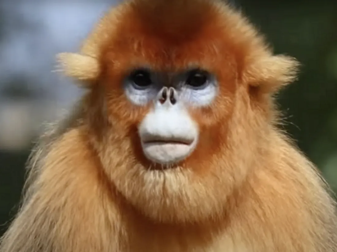 singe doré