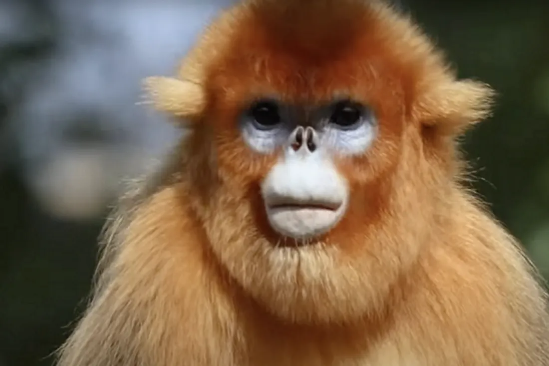 singe doré