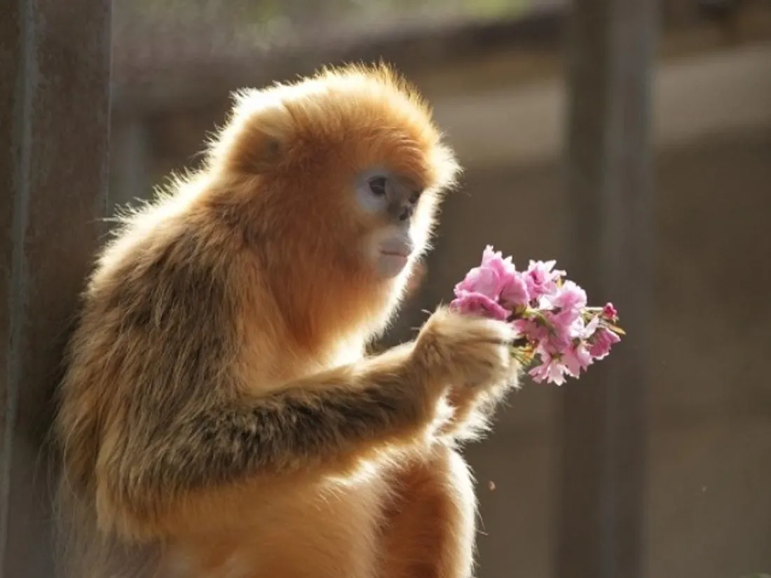singes dorés 