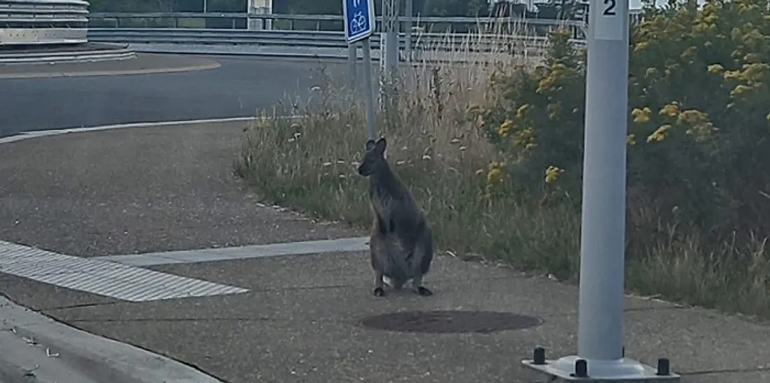 wallabies