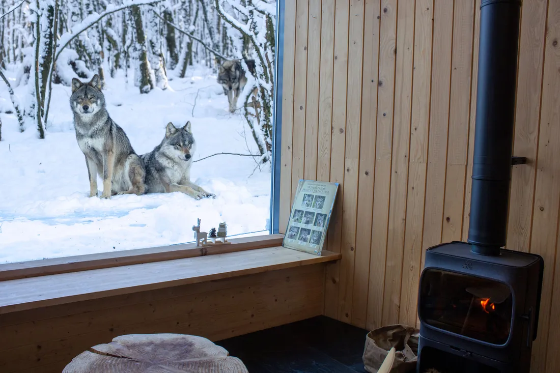 Année du loup  Parc Animalier Sainte-Croix