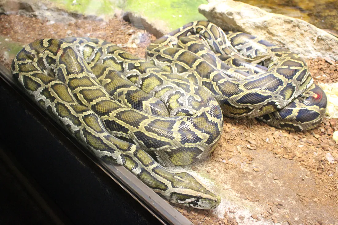 Un serpent au Zoo d'Amnéville