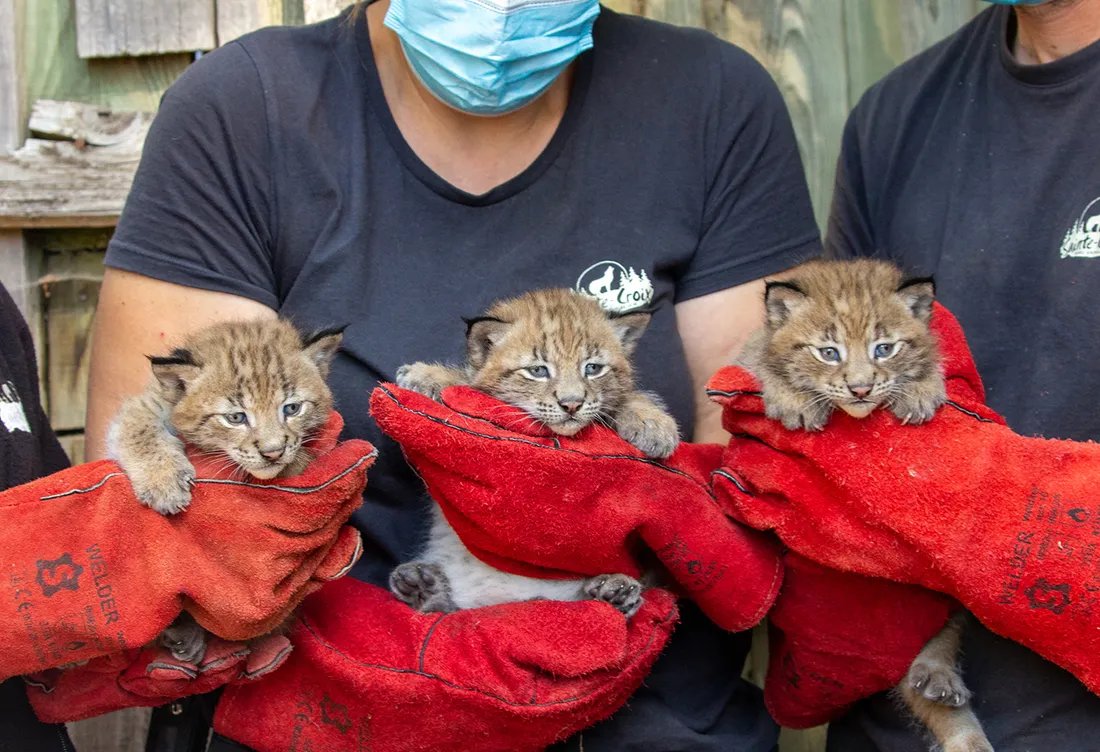 Les trois chatons lynx nés en 2022