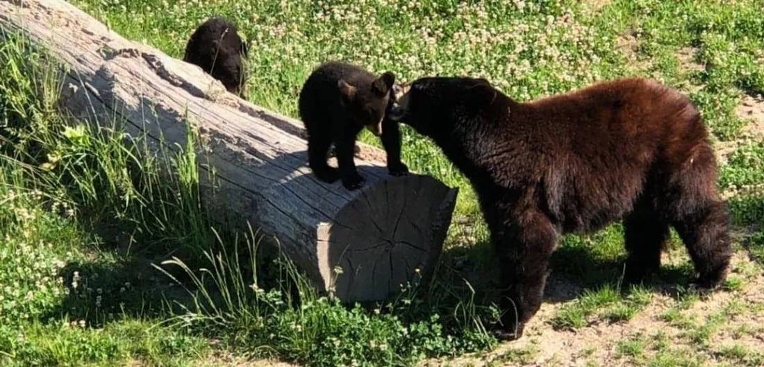 Les ours du parc animalier de Sainte-Croix