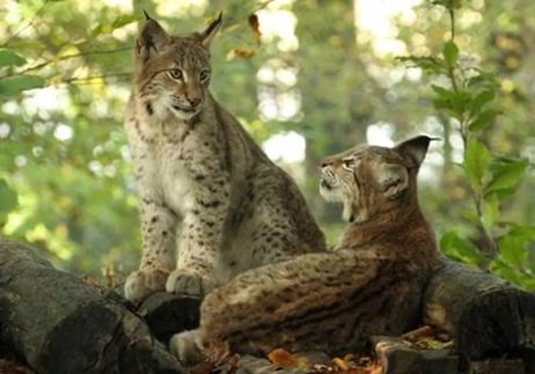 Deux jeunes lynx nés en juin 2022 à  Sainte-Croix. 