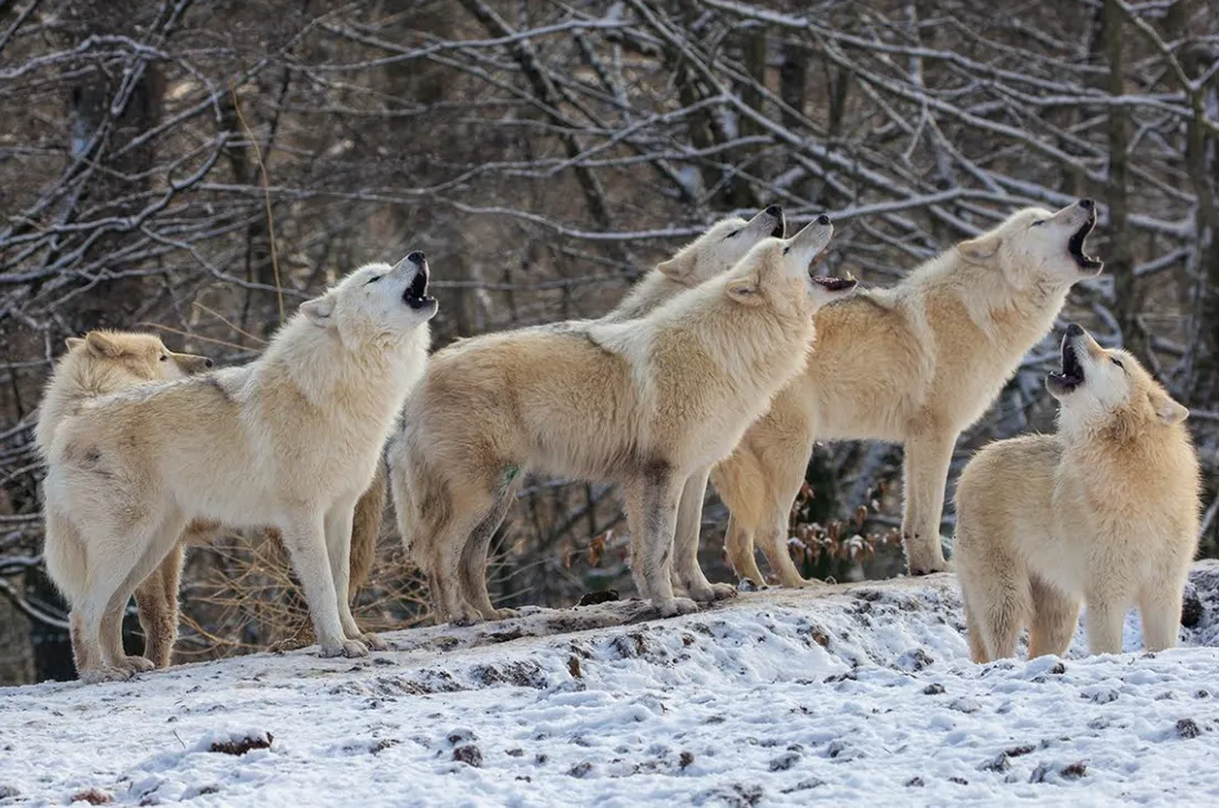Les nouveaux loups blancs du Parc Animalier de Sainte-Croix. 