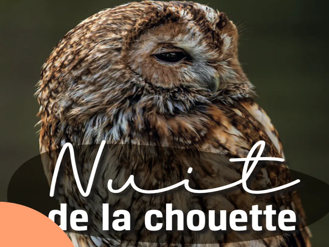 La Nuit de la Chouette est organisé chaque année en mars