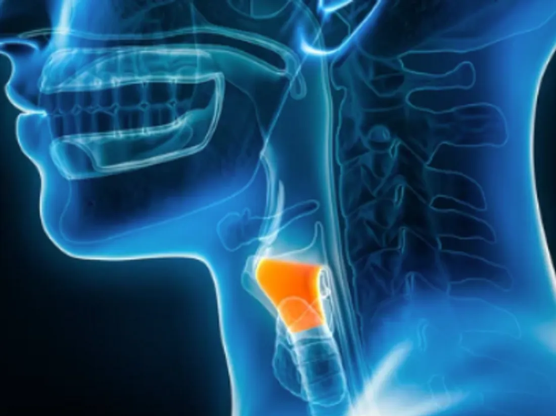Larynx 