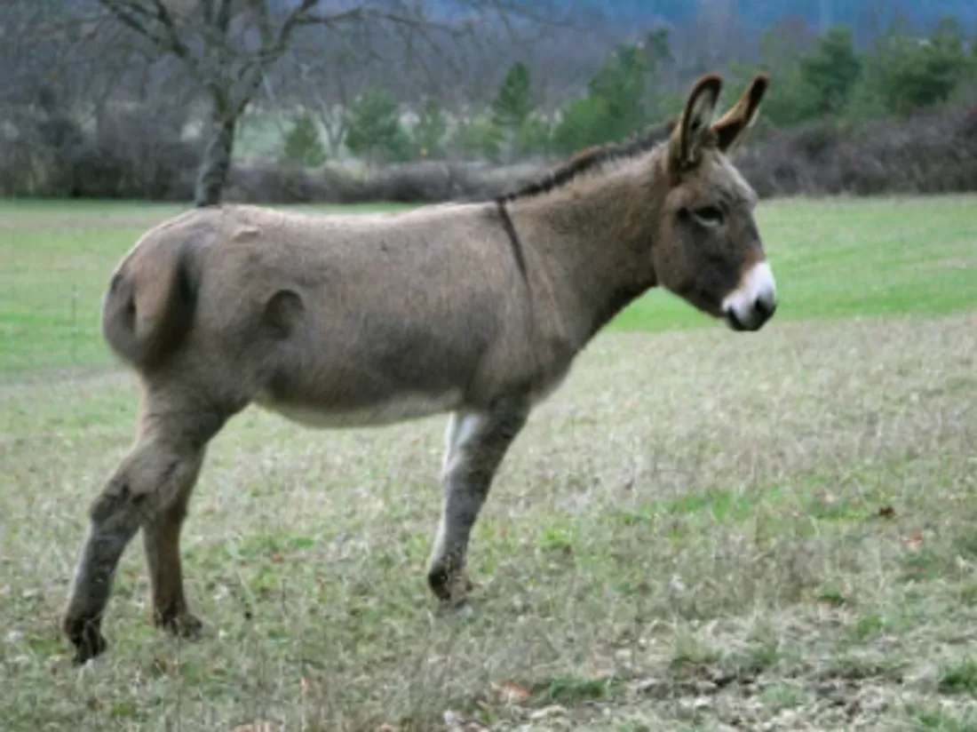 Ane