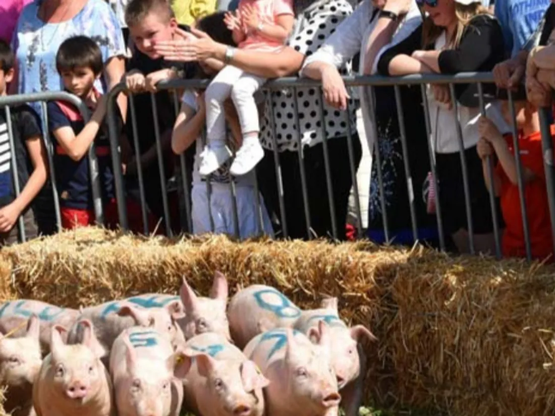 La Fête du Cochon à Ungersheim