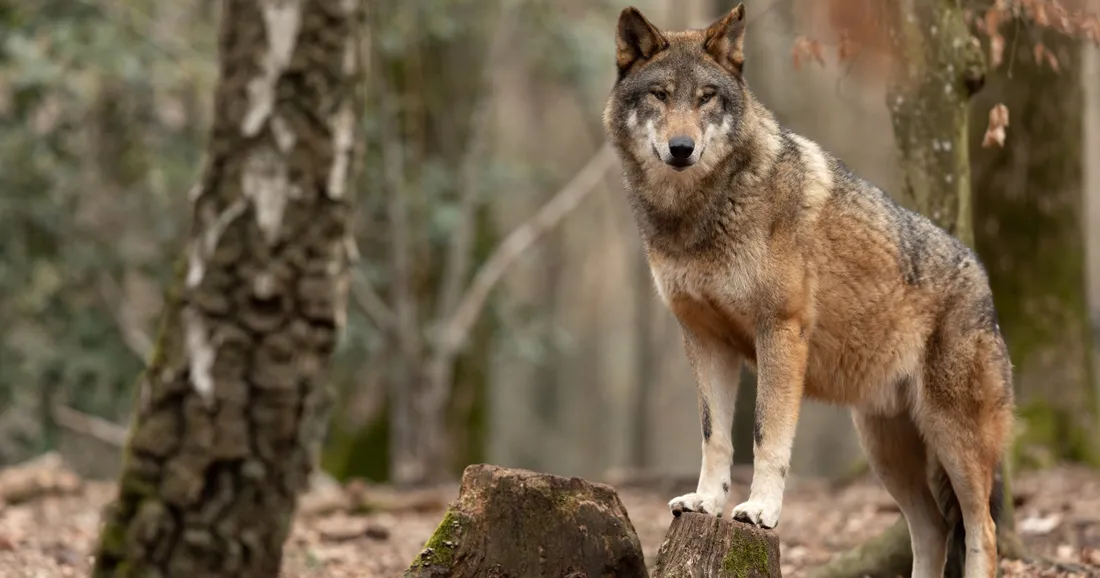 Le loup a été réintroduit en 2019 dans le massif du Jura.