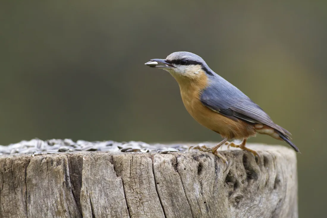 Le grand comptage des oiseaux a lieu ce week-end (ici une Sittelle torchepot) 