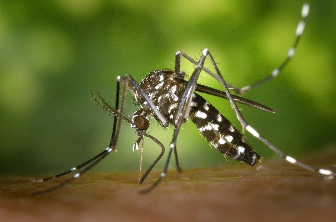La lutte contre le moustique-tigre fait partie des priorités de santé publique dans la région