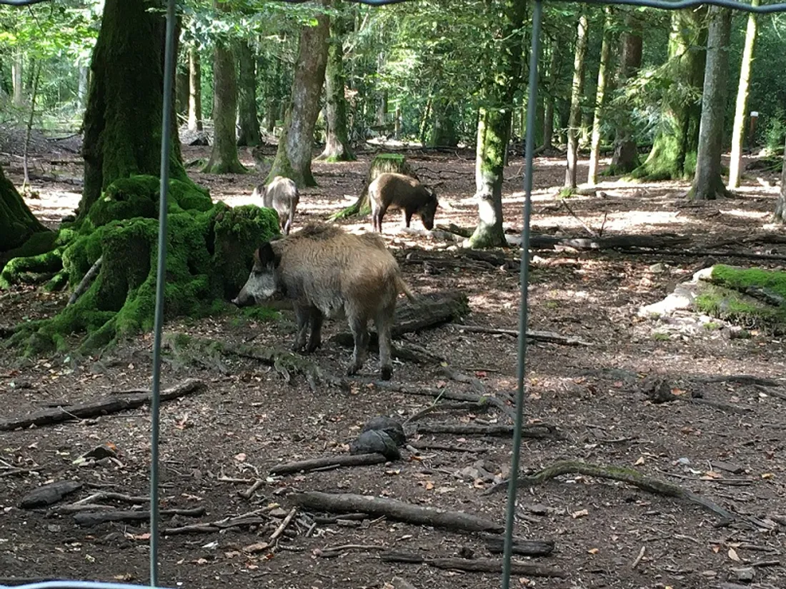 Un mardi qui s'annonce difficile pour les sangliers dijonnais...