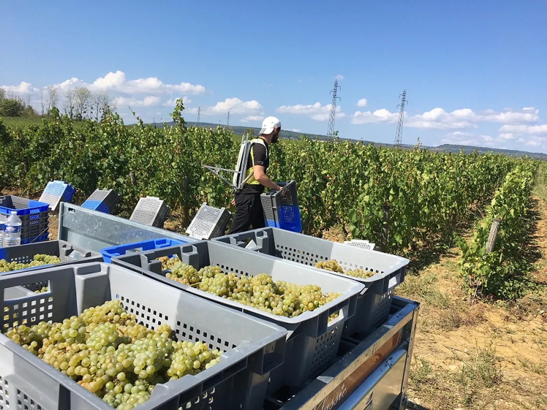 Les vendanges auront lieu cette année à partir de la mi septembre 