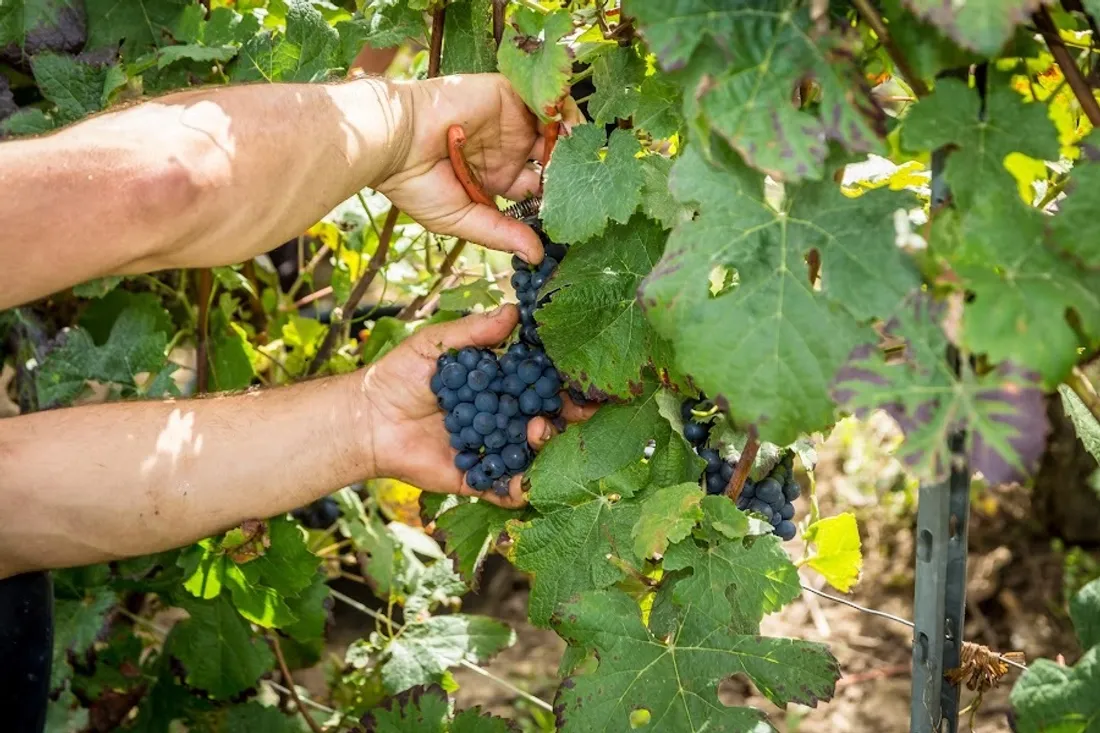 Des vendanges citoyennes seront notamment proposées durant la journée.