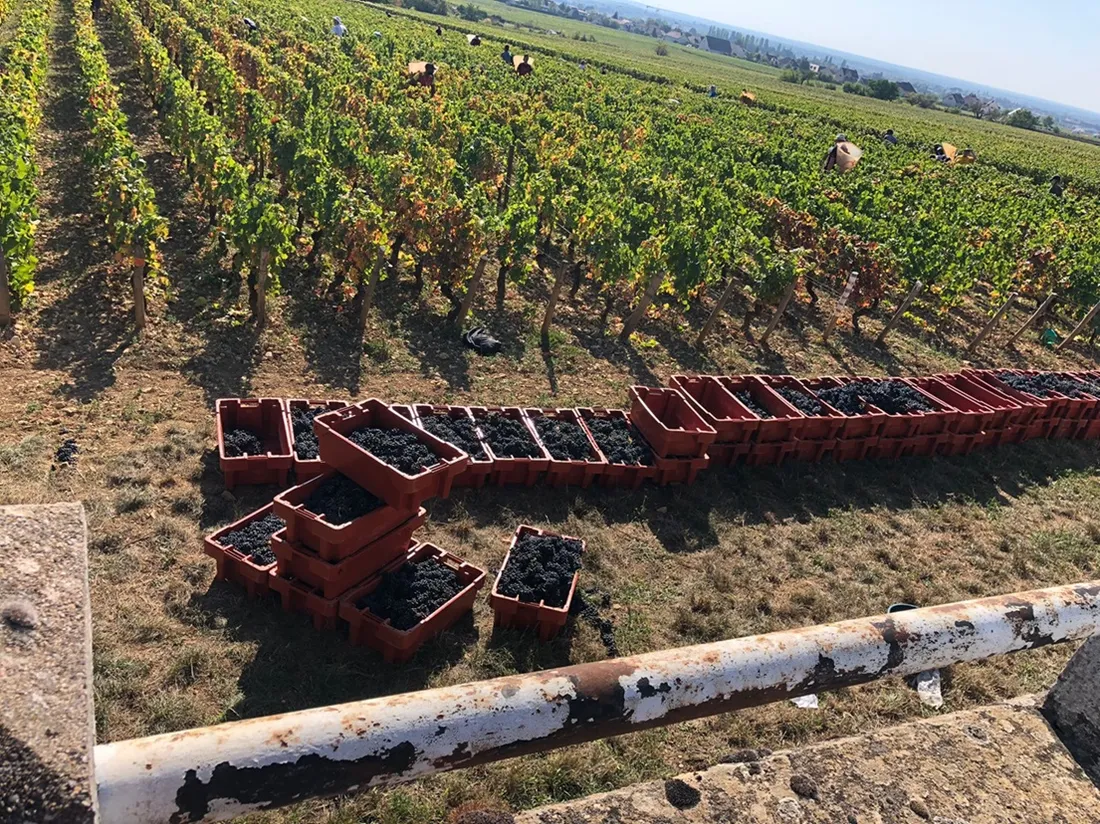 VITA Bourgogne organise cette année la première édition de ses « vendanges étudiantes »