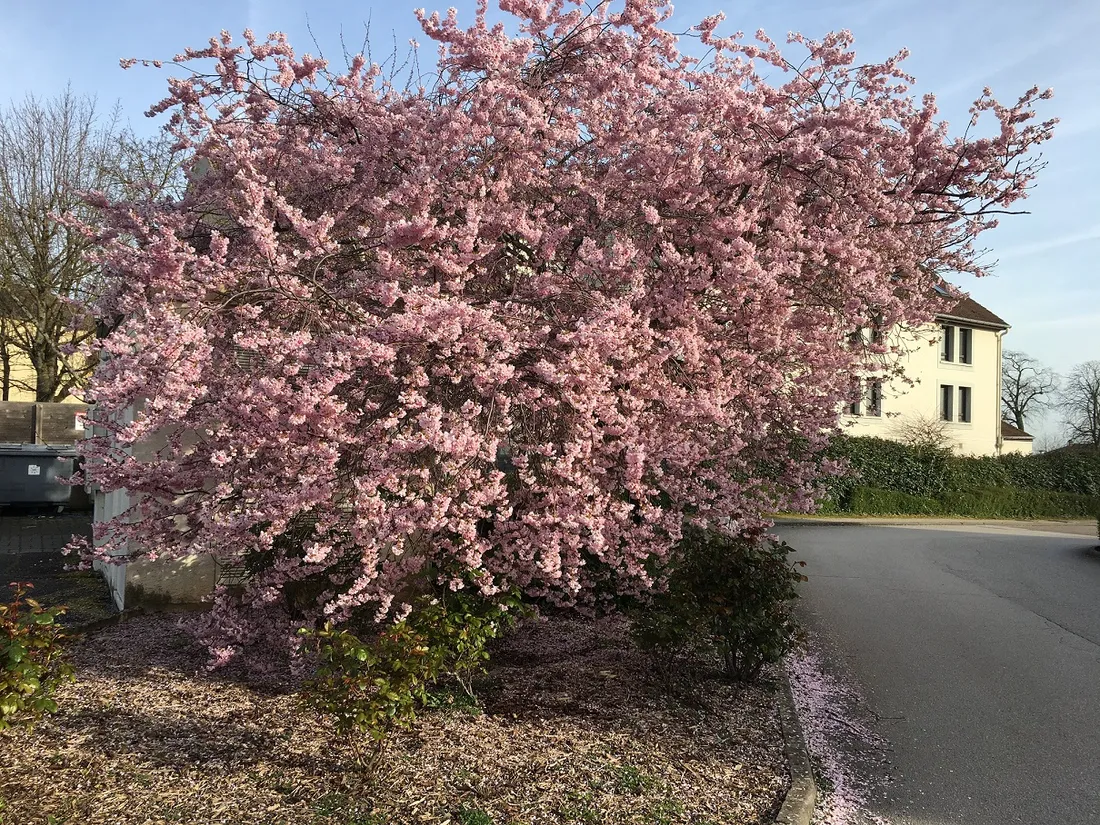 Certains arbres sont en fleur, le printemps est arrivé 
