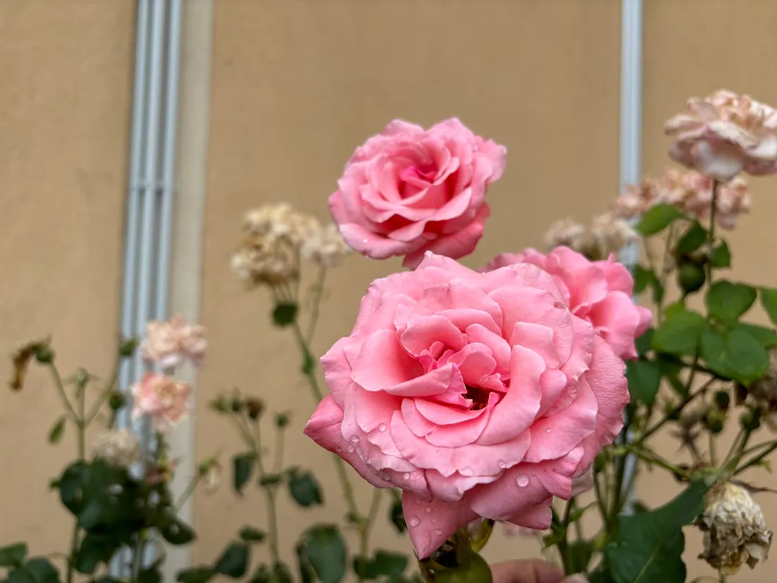 A l'occasion des journées de la fleur française, des portes ouvertes seront organisées à Longvic