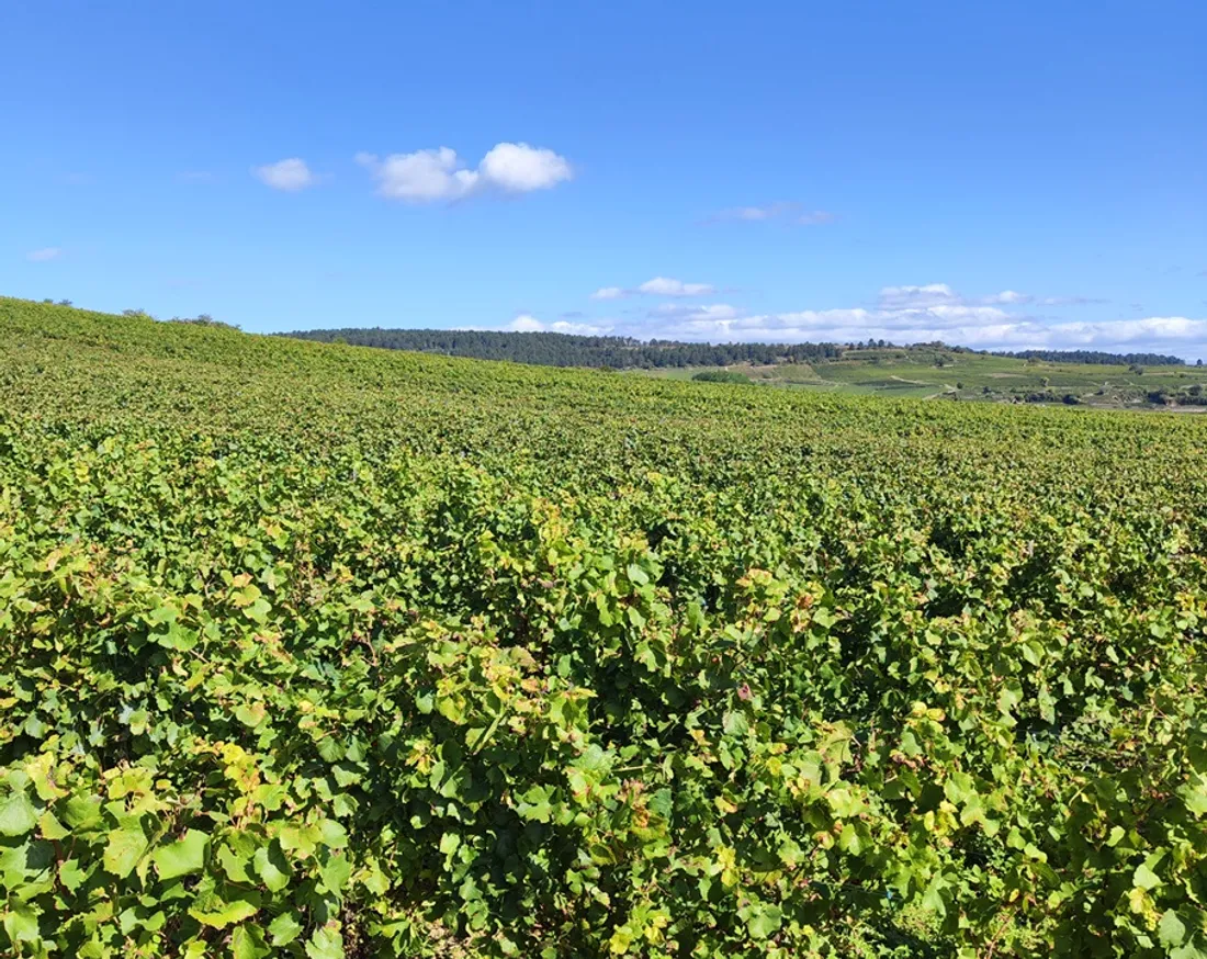 Le métier le plus demandé reste celui de viticulteur/arboriculteur avec plus de 4 000 projets