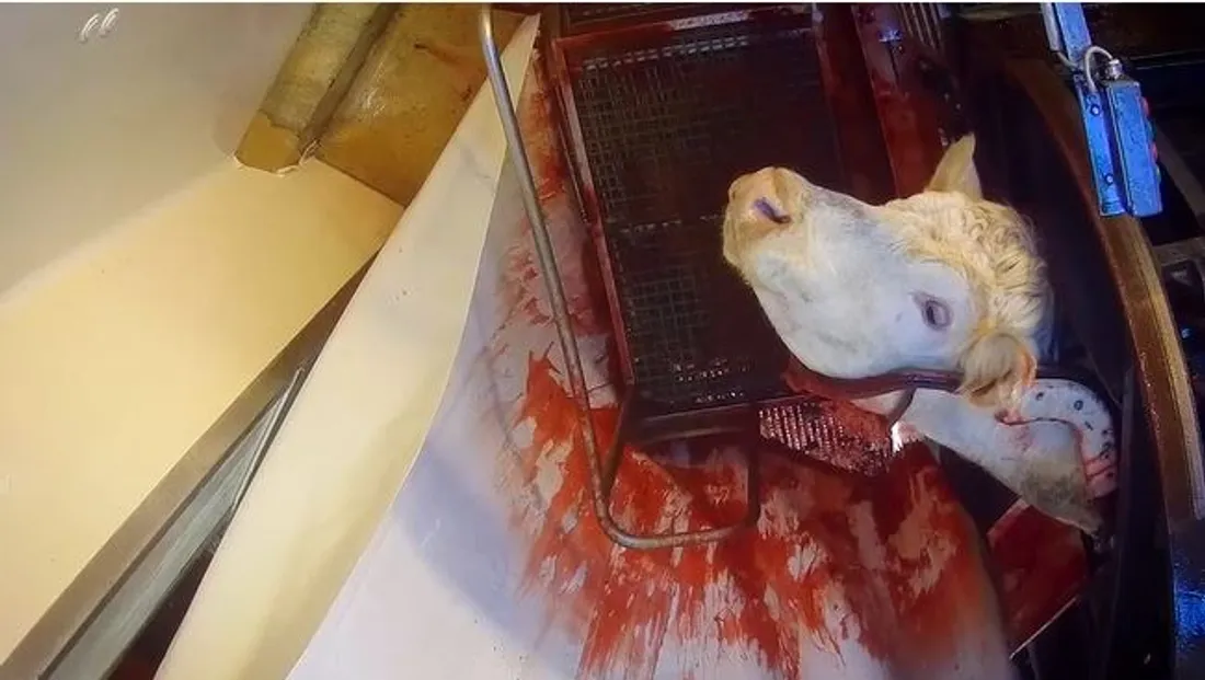 L214 a publié une vidéo avec des images choquantes sur un abattoir de Venarey-les-Laumes