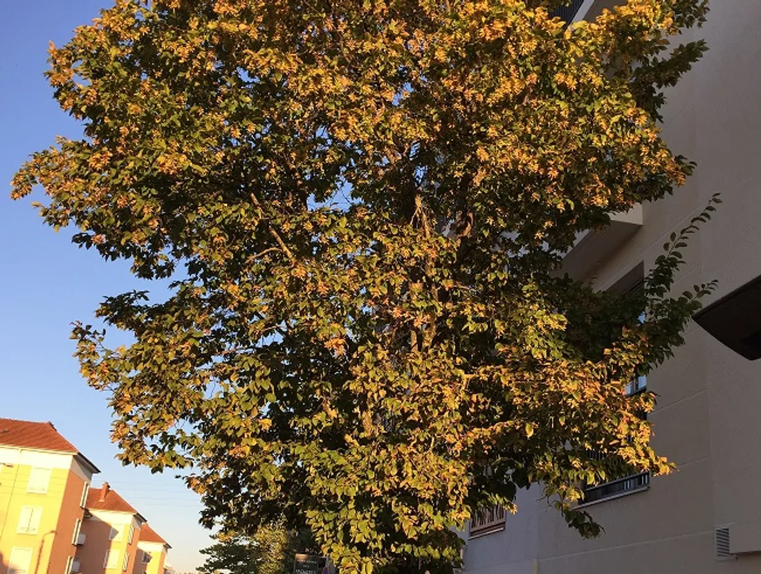 La ville de Dijon a procédé à l'inspection du patrimoine arboré de ses écoles 