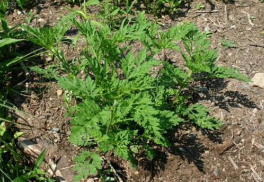  L'ambroisie à feuille d'armoise (Ambrosia artemisiifolia)