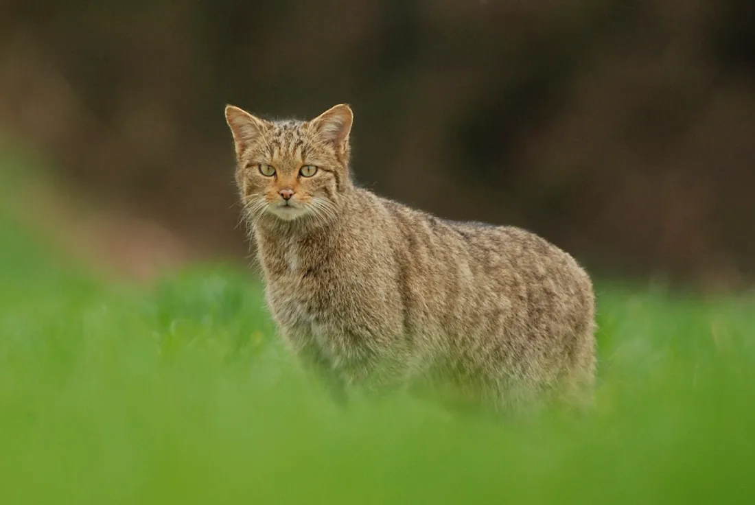 Ce genre de chat sauvage peut être aperçu en Côte d'Or 