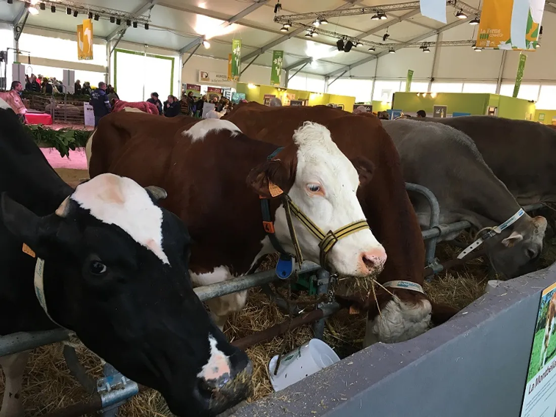 La ferme Côte d’Or ouvre ce samedi 4 novembre à l'entrée de la foire de Dijon 