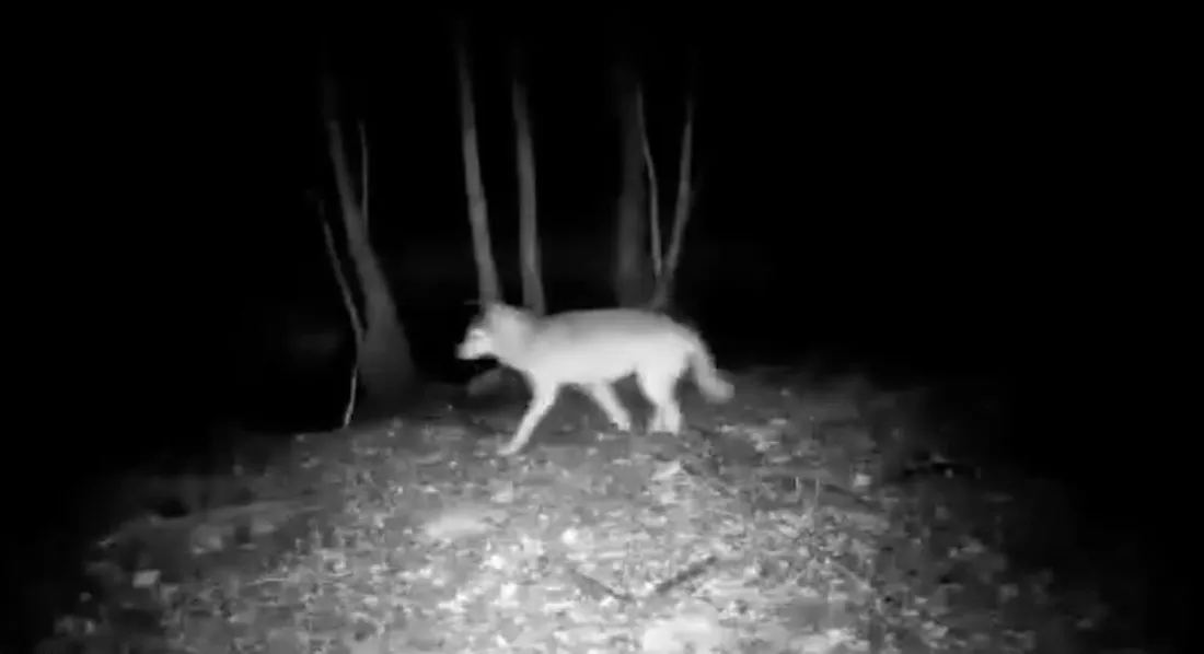 Des loups rodent en Bourgogne 