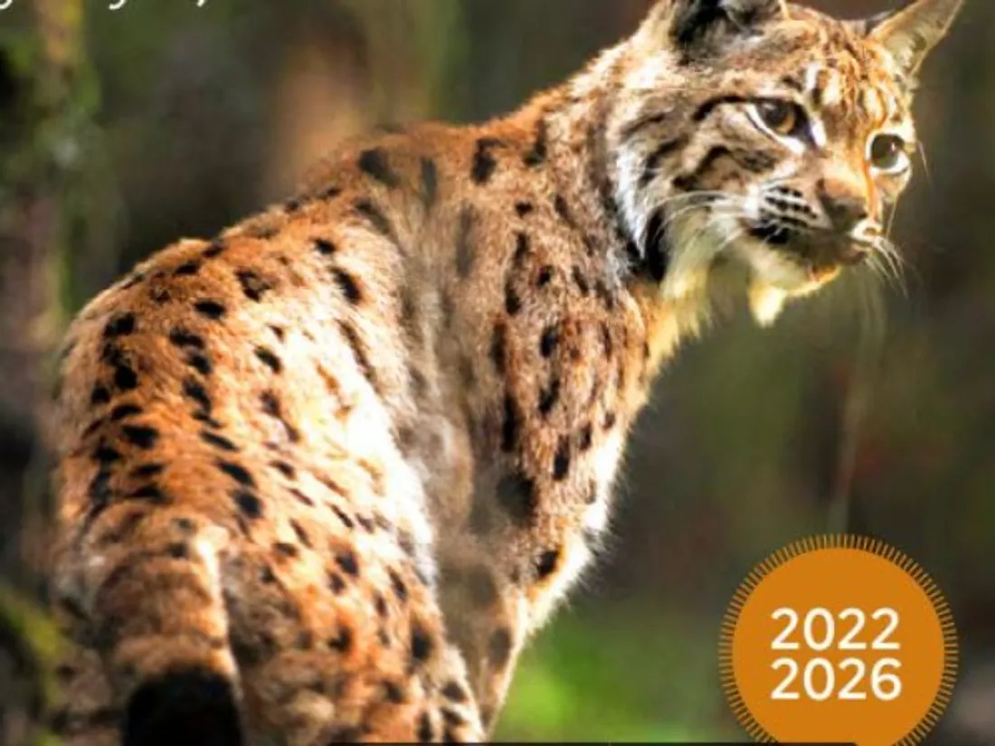 Le lynx, identifié en Côte-d'Or, va-t-il étendre son territoire