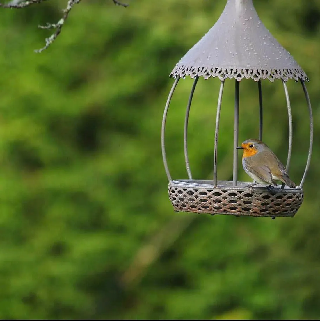 Ces 28 et 29 janvier a lieu le grand weekend national de comptage des oiseaux des parcs et jardins.