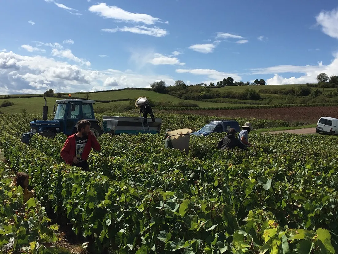 Cette année, en Côte-d'Or, les vendanges devraient se dérouler à la mi-septembre.