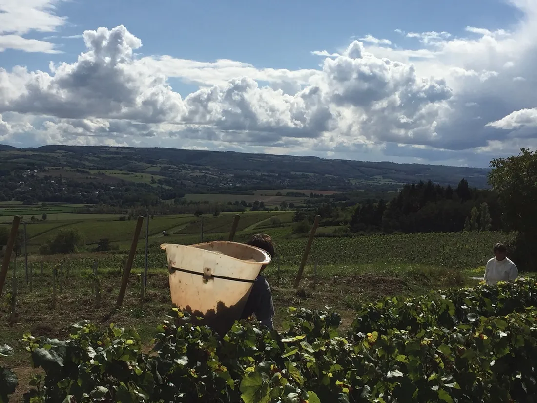 Le mois de septembre est également synonyme de vendanges, en Côte-d'Or.