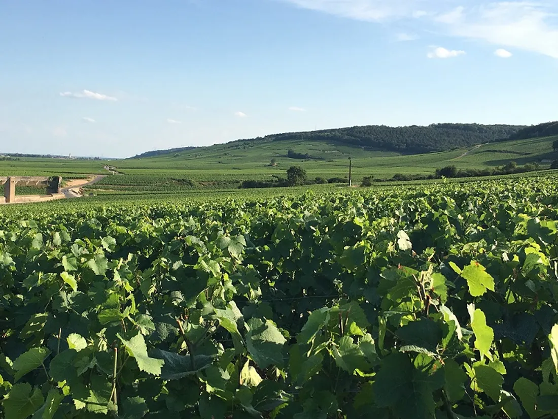 L’office de tourisme de Gevrey-Nuits a lancé une campagne pub pour mettre en avant son territoire 