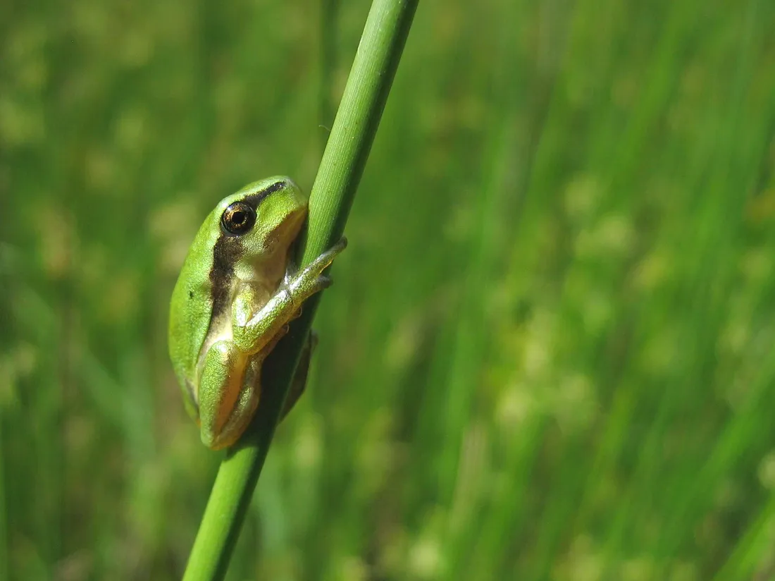 Hyla arborea, la rainette verte, est une espèce d'amphibiens de la famille des Hylidae