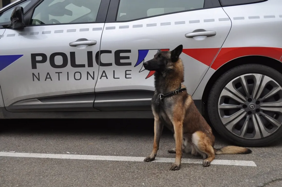 Voiture et chien policier