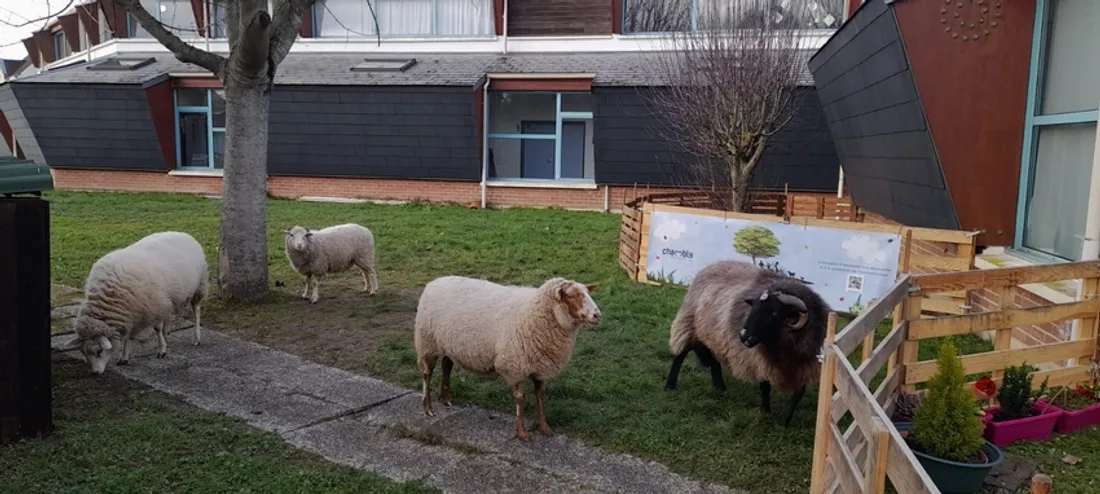 Quatre moutons à Chambly