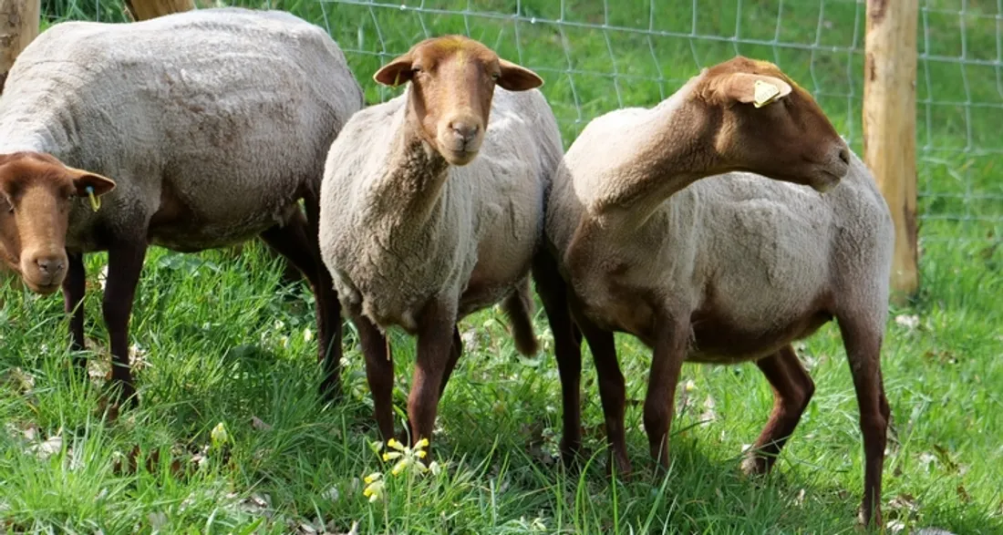 Moutons en écopâturage