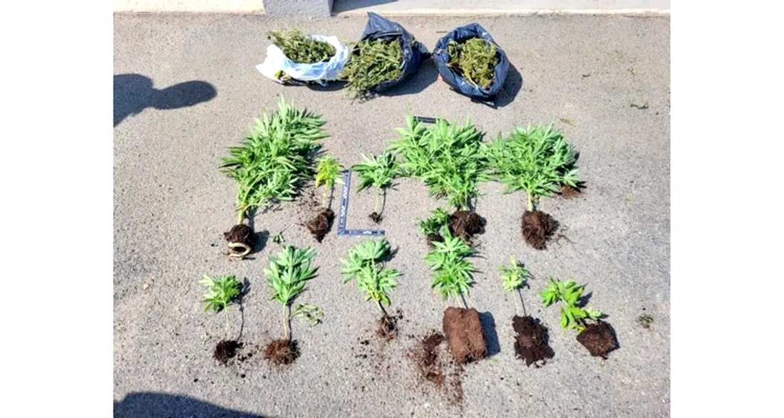 Saisie de cannabis