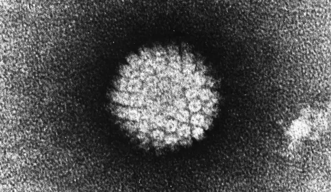 Papillomavirus humain