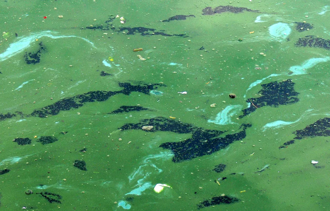 Eau contaminée par les cyanobactéries